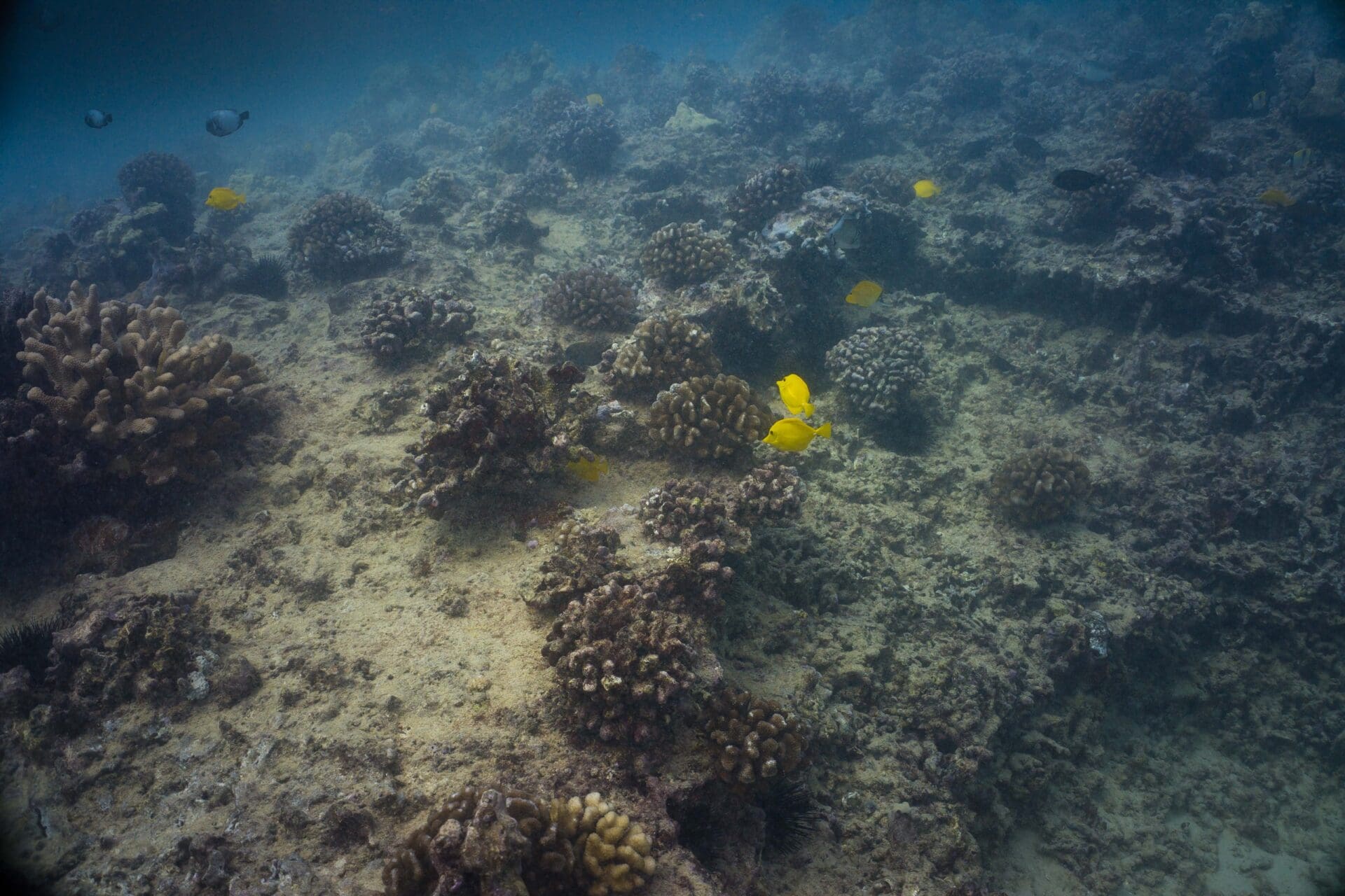 Oahu Scuba Diving | Honolulu Scuba Company